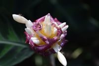 2015-05-10-1431280455-7629142-Flower.jpg